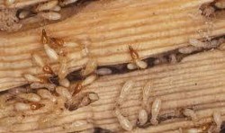 شركة مكافحة الأرضة بالمدينة المنورة